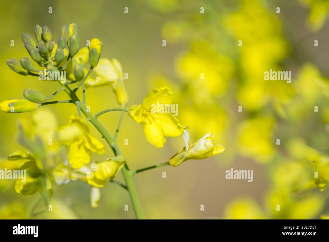 Brokkoli blüht im Garten, grüne Blätter, Canola, Gemüse, kleine gelbe