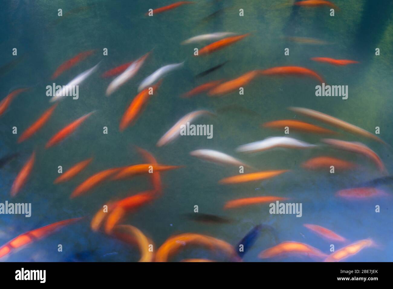 Koi fische schwimmen Fotos und Bildmaterial in hoher Auflösung Alamy