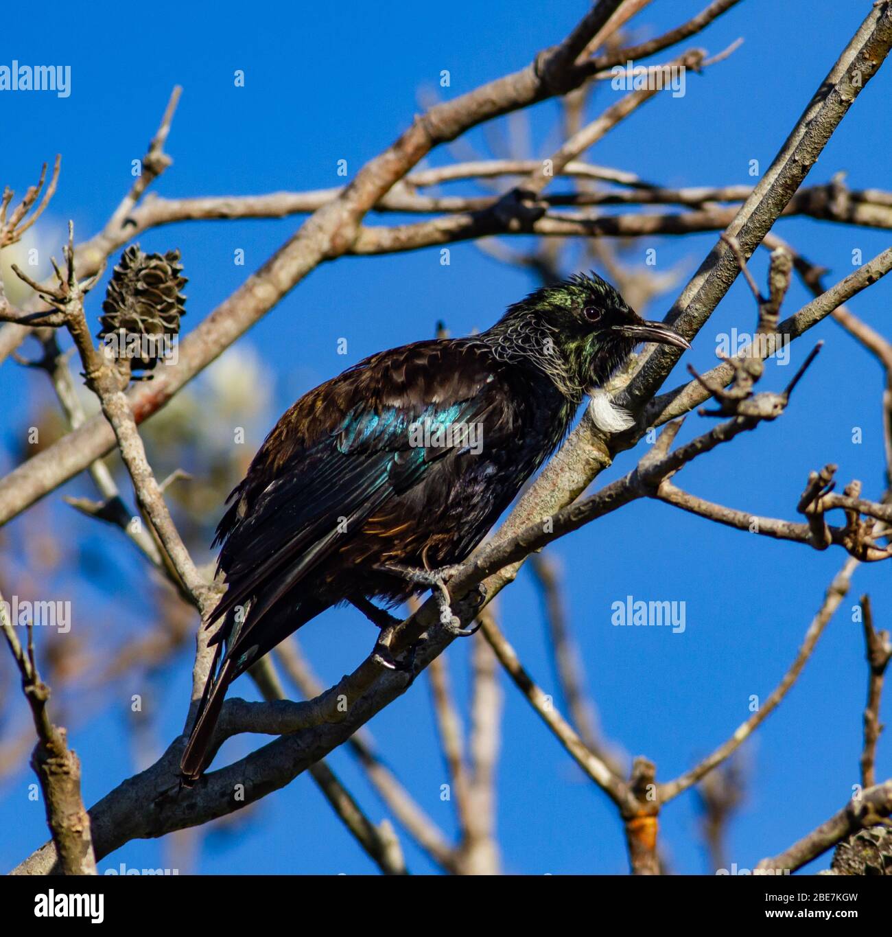 TUI Vogel an einem klaren sonnigen Tag auf einer Filiale Stockfoto