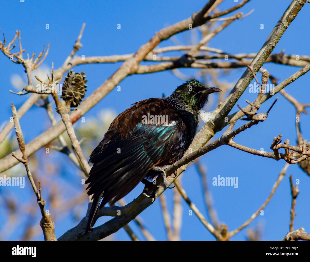 TUI Vogel an einem klaren sonnigen Tag auf einer Filiale Stockfoto