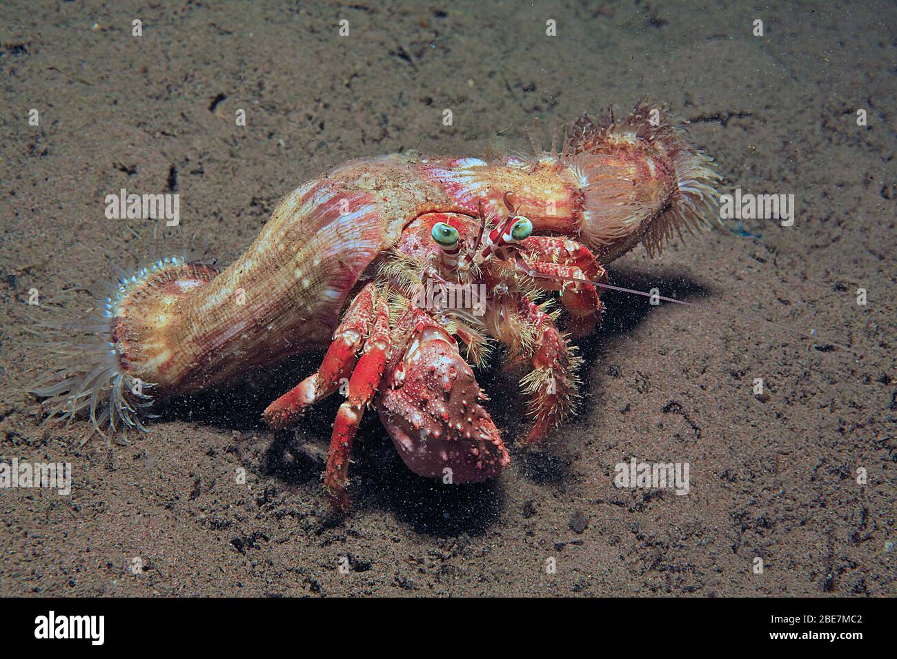 Anemone-Einsiedlerkrabbe (Dardanus pedunculatus) mit parasitären Anemonen (Calliactis parasitica) auf seiner Schale, Camuguin, Philippinen Stockfoto