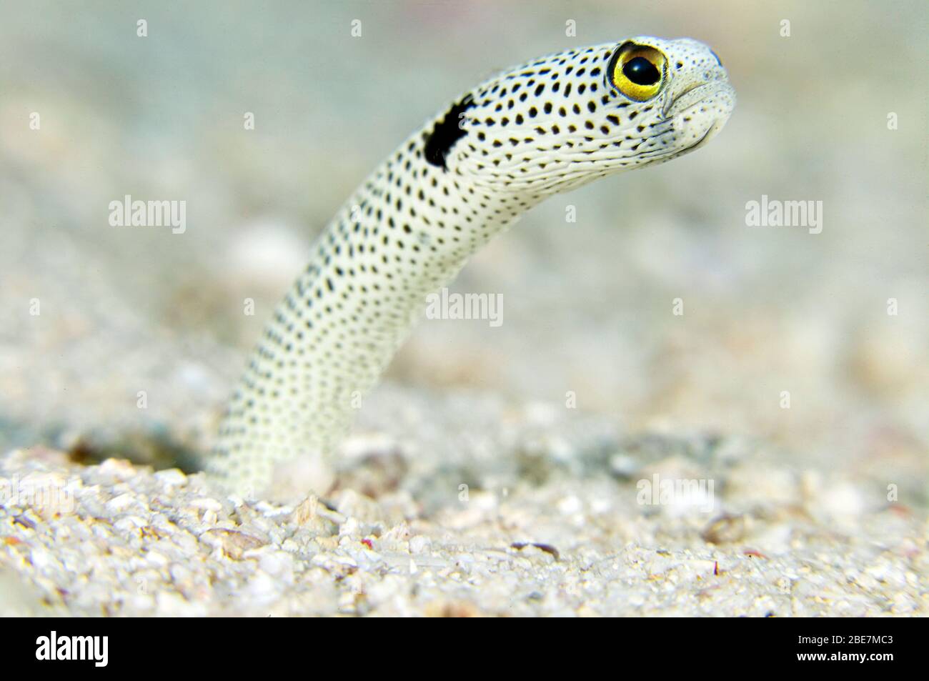 Gefleckter Gartenael (Heteroconger hassi), Salomonen Stockfoto