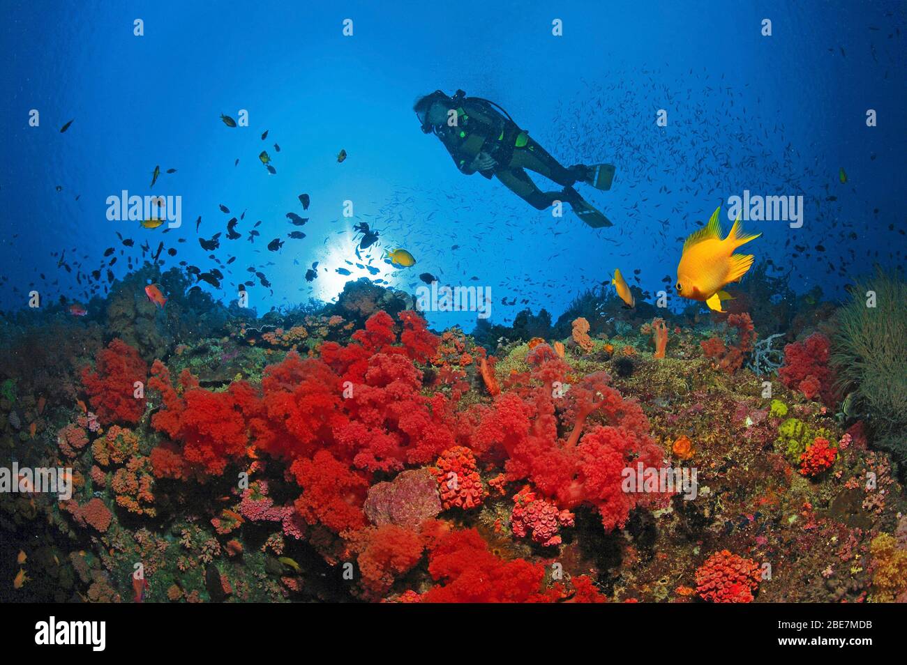 Taucher in einem bunten Korallenriff mit roten Weichkorallen (Dendonephthya sp.), Moalboal, Cebu, Visayas, Philippinen Stockfoto