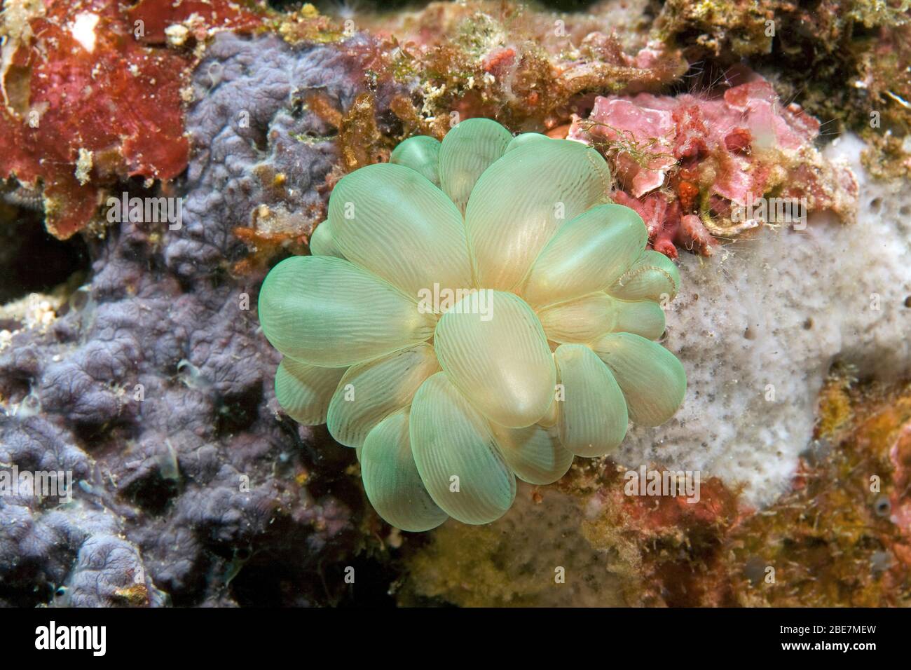 Bubble Coral, Traubenkoralle (Plerogyra sinuosa), Moalboal, Cebu, Visayas, Philippinen Stockfoto