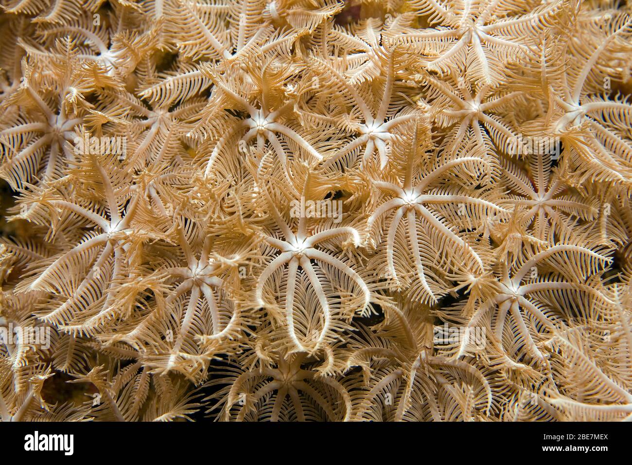 Schlanke Weichkorallen (Anthelia glauca), Moalboal, Cebu, Visayas, Philippinen Stockfoto