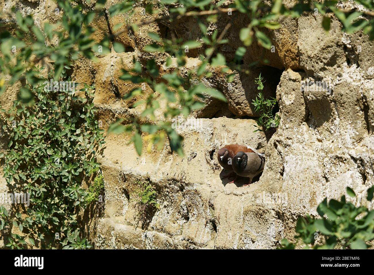 Ein Paar von Steintaube (Columba livia) auf Tuffwand bereitet das Nest in Neapel, Italien vor Stockfoto