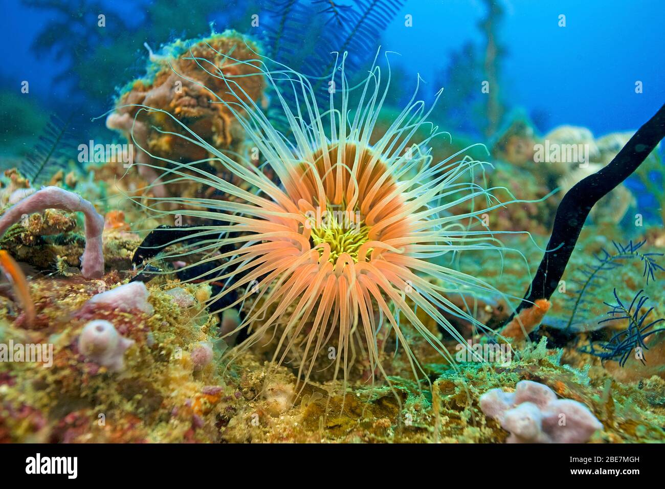 Anemon aus weichem Rohr (Cerianthus filiformis), Malapascua, Cebu, Visayas, Philippinen Stockfoto