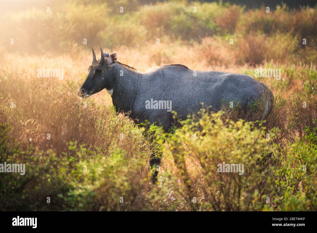Erwachsener blauen Stier oder Nilgai zu Fuß im Wald. Ranthambore Nationalpark, Rajasthan, Indien Stockfoto Erwachsener blauen Stier oder Nilgai zu Fuß im Wald. Ranthambore Nationalpark, Rajasthan, Indien Stockfoto
