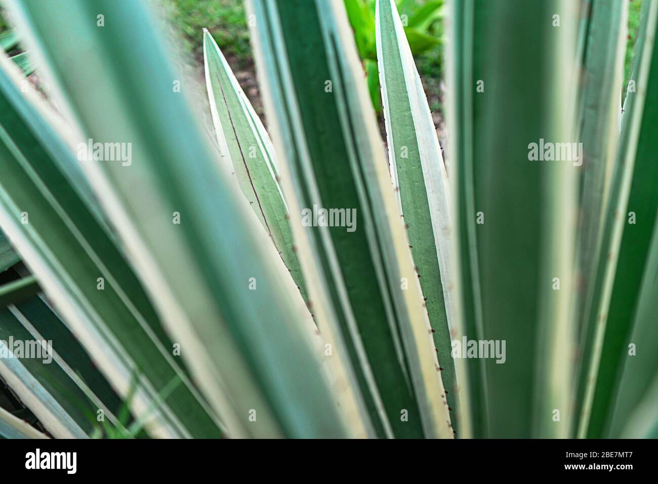 Abstrakt gestreiften natürlichen Hintergrund. Details der spanischen Dolchblätter - yucca gloriosa variegata. Stockfoto
