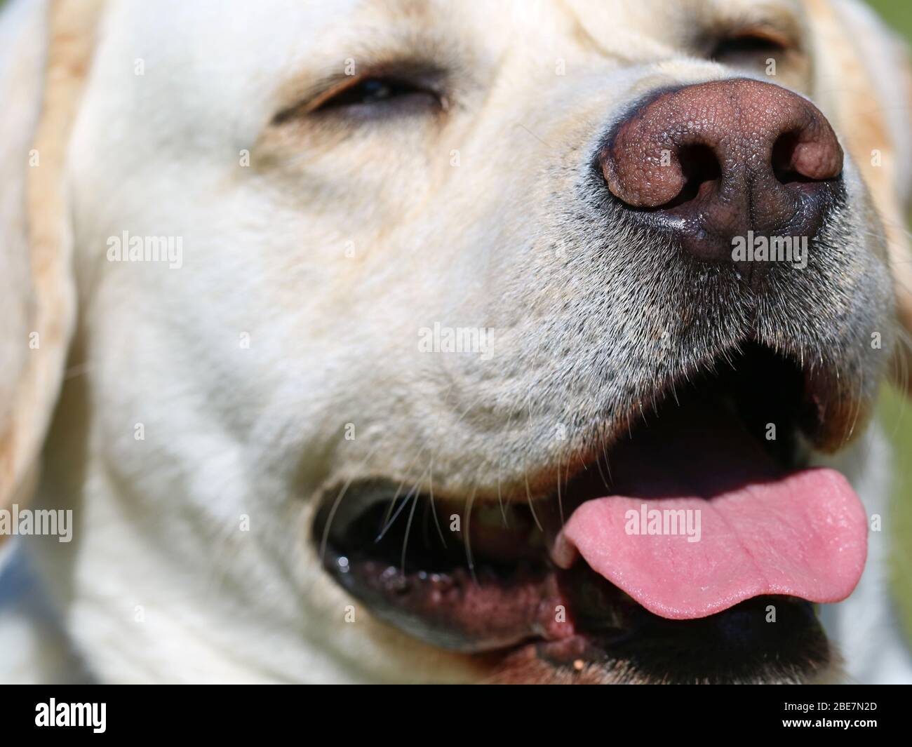 Nase und Zunge eines weißen Hundes, Nahaufnahme, labrador schwitzt in der Sommerhitze und kühlt durch keuchend ab Stockfoto