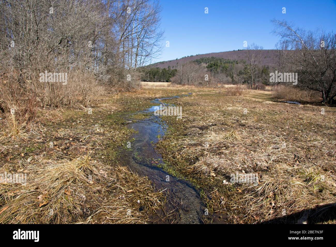 Robert V. Riddell State Park in Upstate New York im Frühling Stockfoto