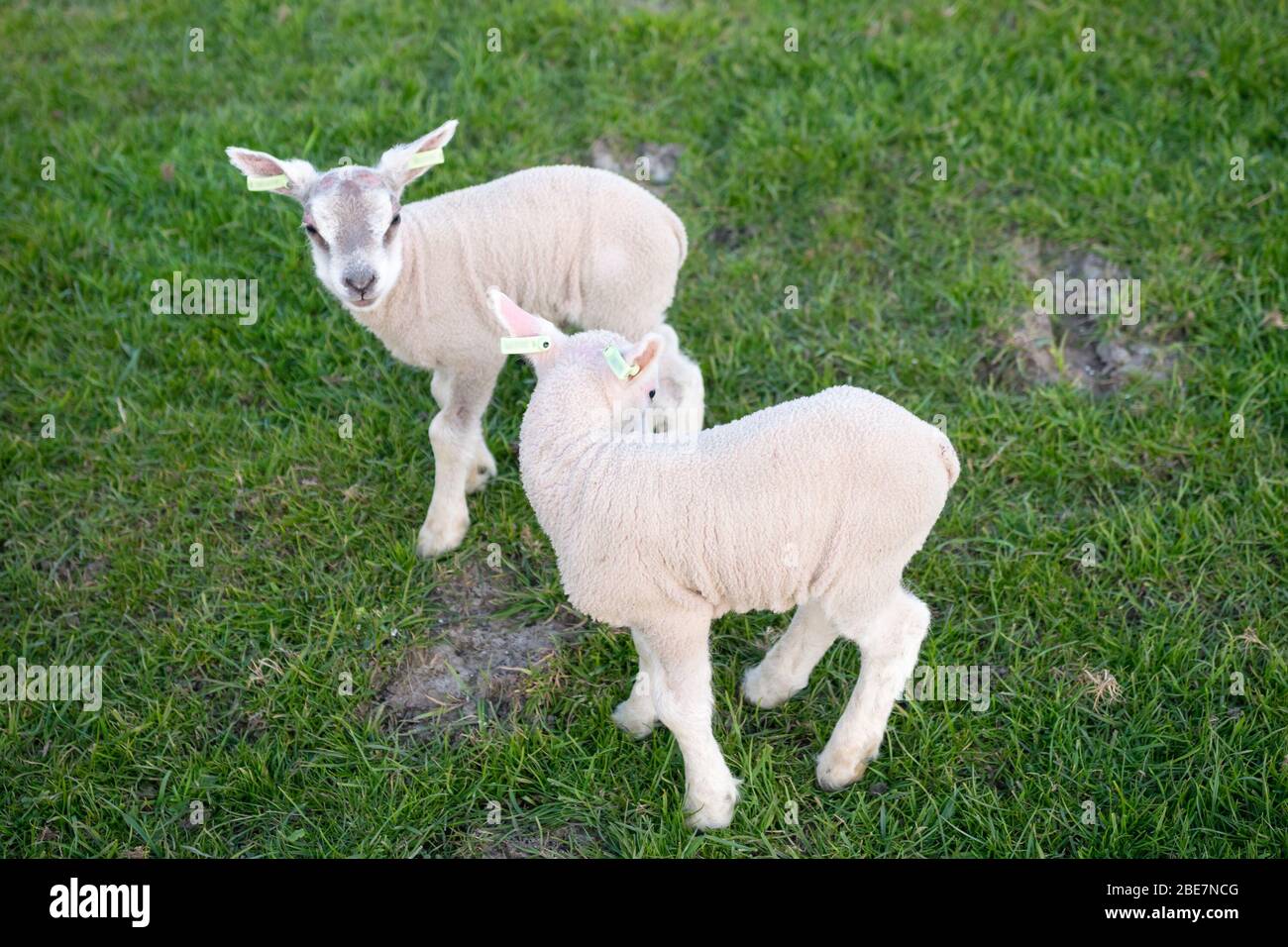 Zwei kleine Lämmer auf einer grünen Wiese Stockfoto