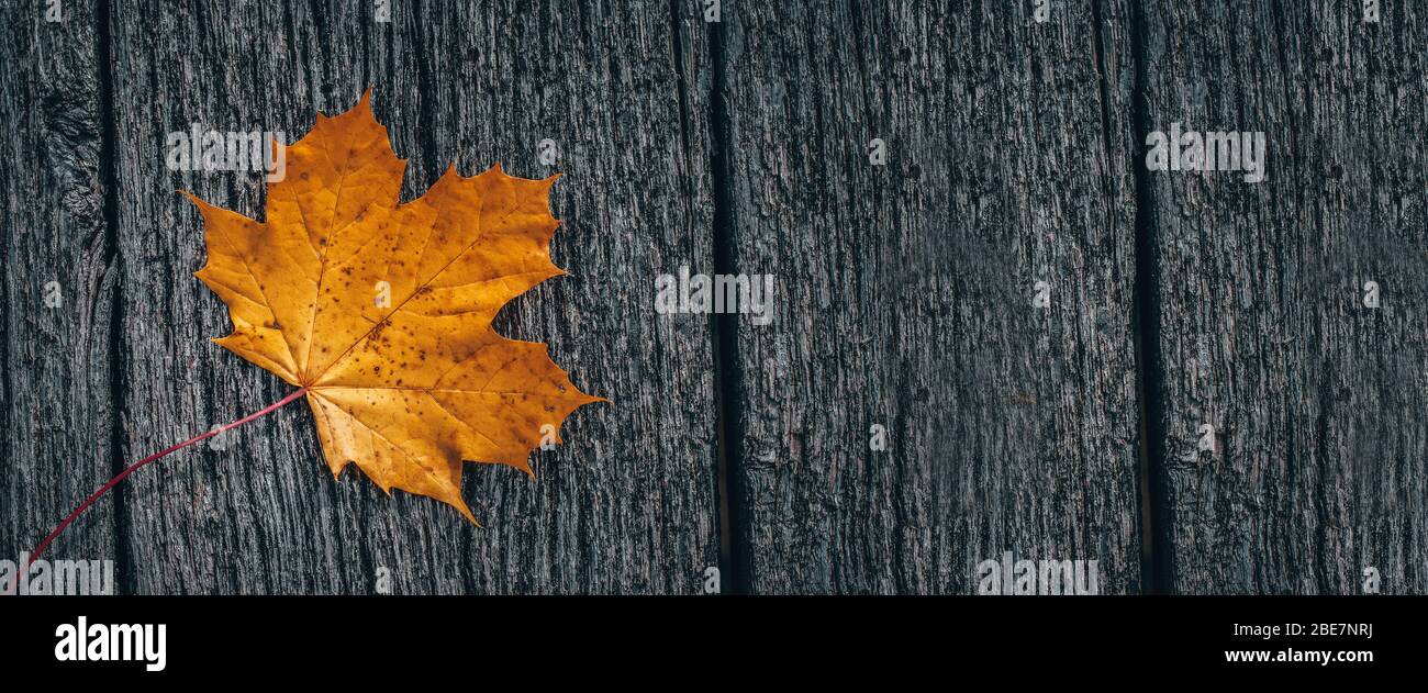 Banner, Webseite oder Cover-Vorlage von Herbst Hintergrund mit gelben Blättern auf Holzbrett. Kopierraum und Panoramabild Stockfoto