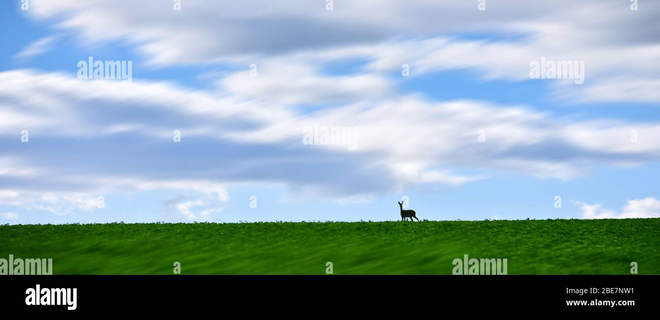 Banner, Webseite oder Cover-Vorlage von Hirschen auf grüner Wiese. Jagd Konzept Foto mit verschwommenem Hintergrund. Kopierraum und Panoramabild Stockfoto