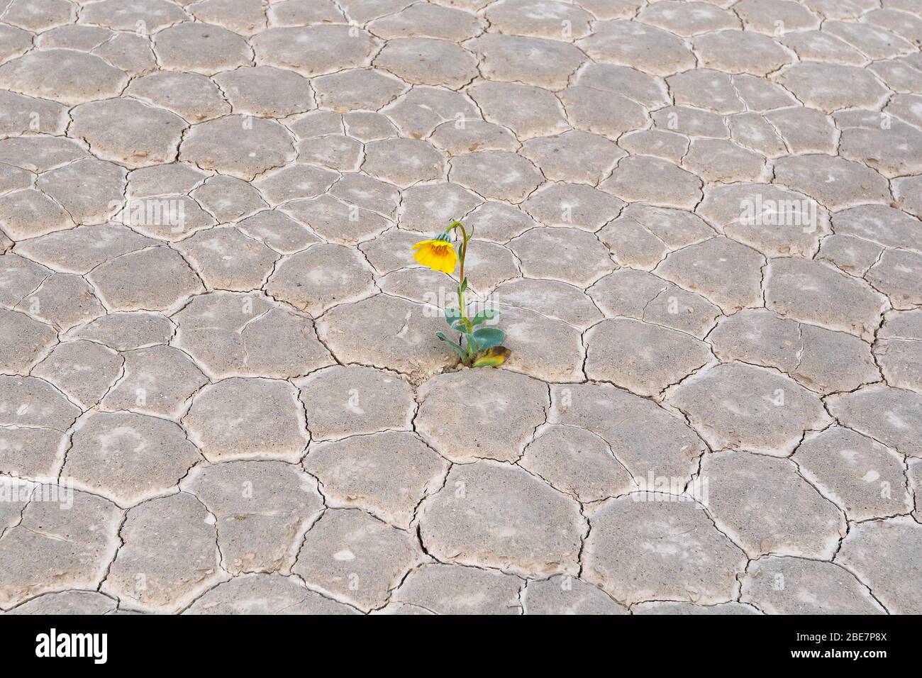 Gelbe Blume in der Wüste, globale Erwärmung Stockfoto