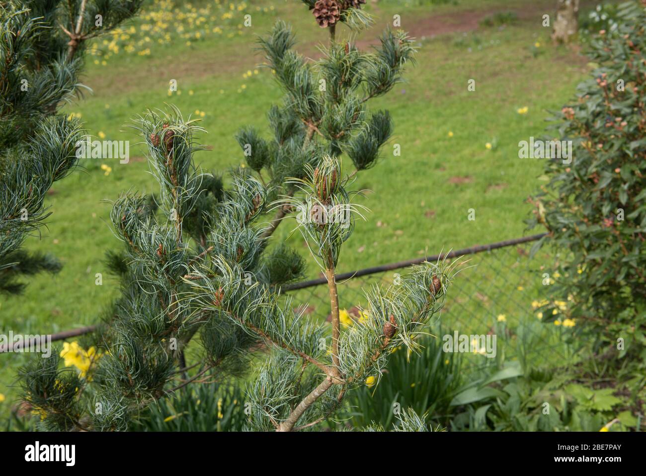 Frühlingslaub und braune Zapfen einer Zwergkiefer Japanischer Weißer Kiefernbaum (Pinus parviflora 'Bonnie Bergman'), der in einem Garten im ländlichen Devon, England, wächst Stockfoto