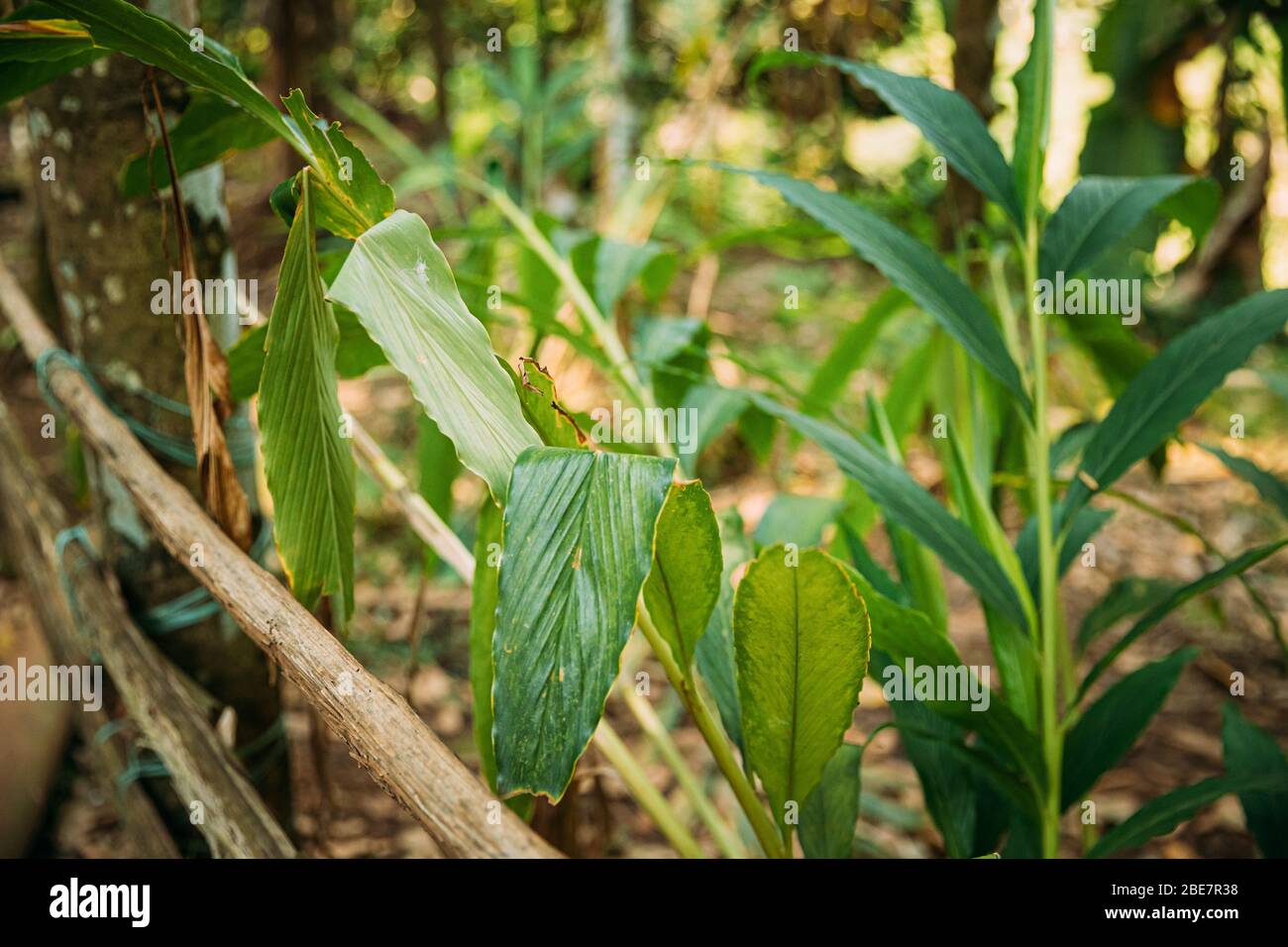 Goa, Indien. Blätter Von Elettaria Cardamomum, Allgemein Bekannt Als Grün Oder True Cardamomm. Stockfoto