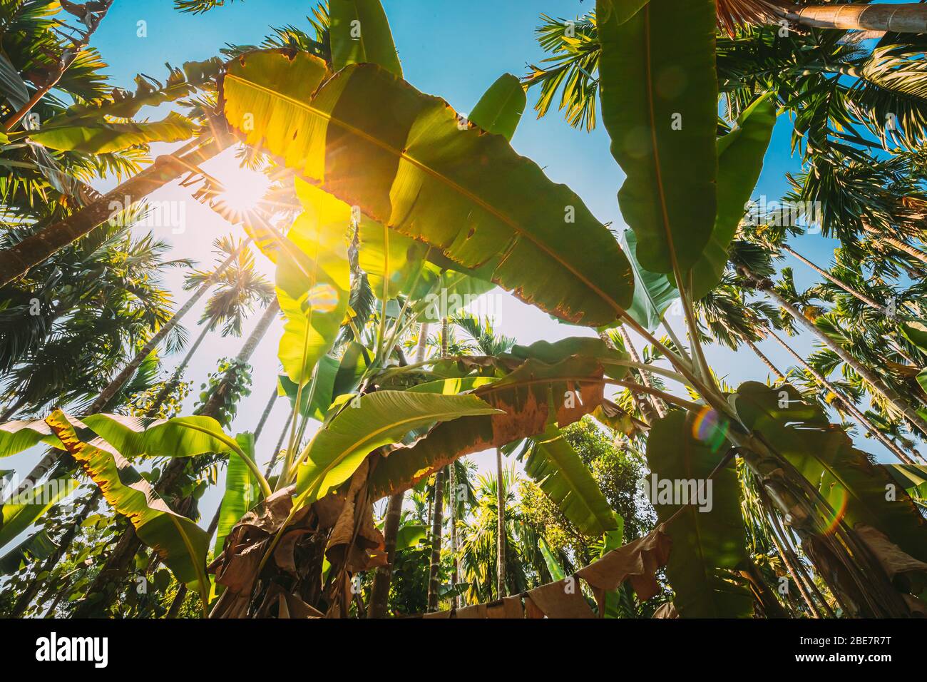 Goa, Indien. Große Grüne Blätter Von Bananengras Auf Hintergrund Hohe Palme Und Blauer Himmel Im Sommer Sonnigen Tag. Unteransicht. Weitwinkel. Stockfoto