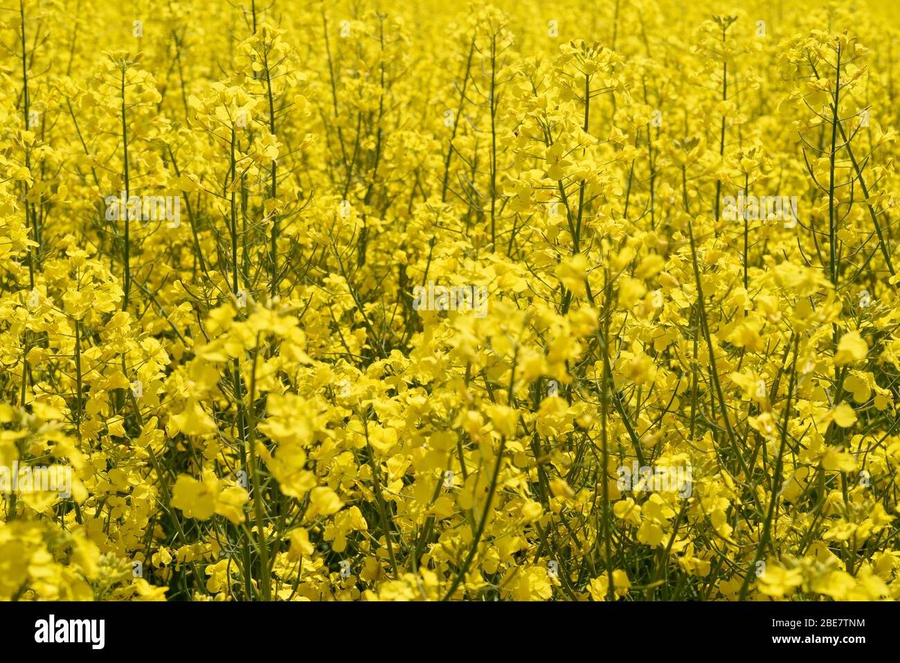 Ein Fragment eines blühenden Rapsfeldes. Gelber landwirtschaftlicher Hintergrund Stockfoto