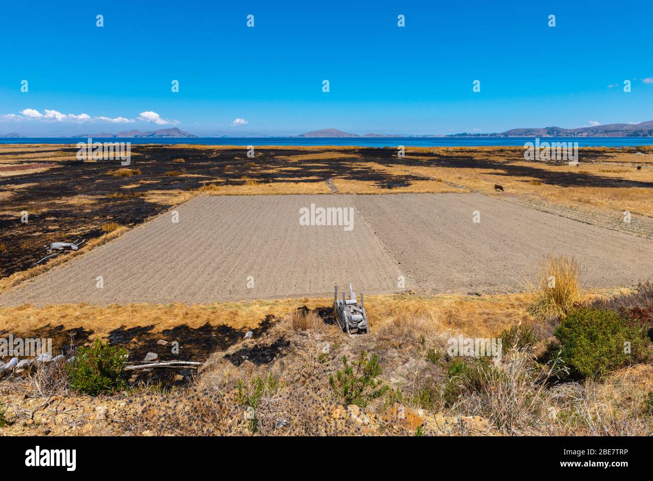 Landwirtschaft und Verlagerunganbau in der Region Altiplano, Halbinsel Huata, Departement La Paz, Bolivien, Lateinamerika Stockfoto
