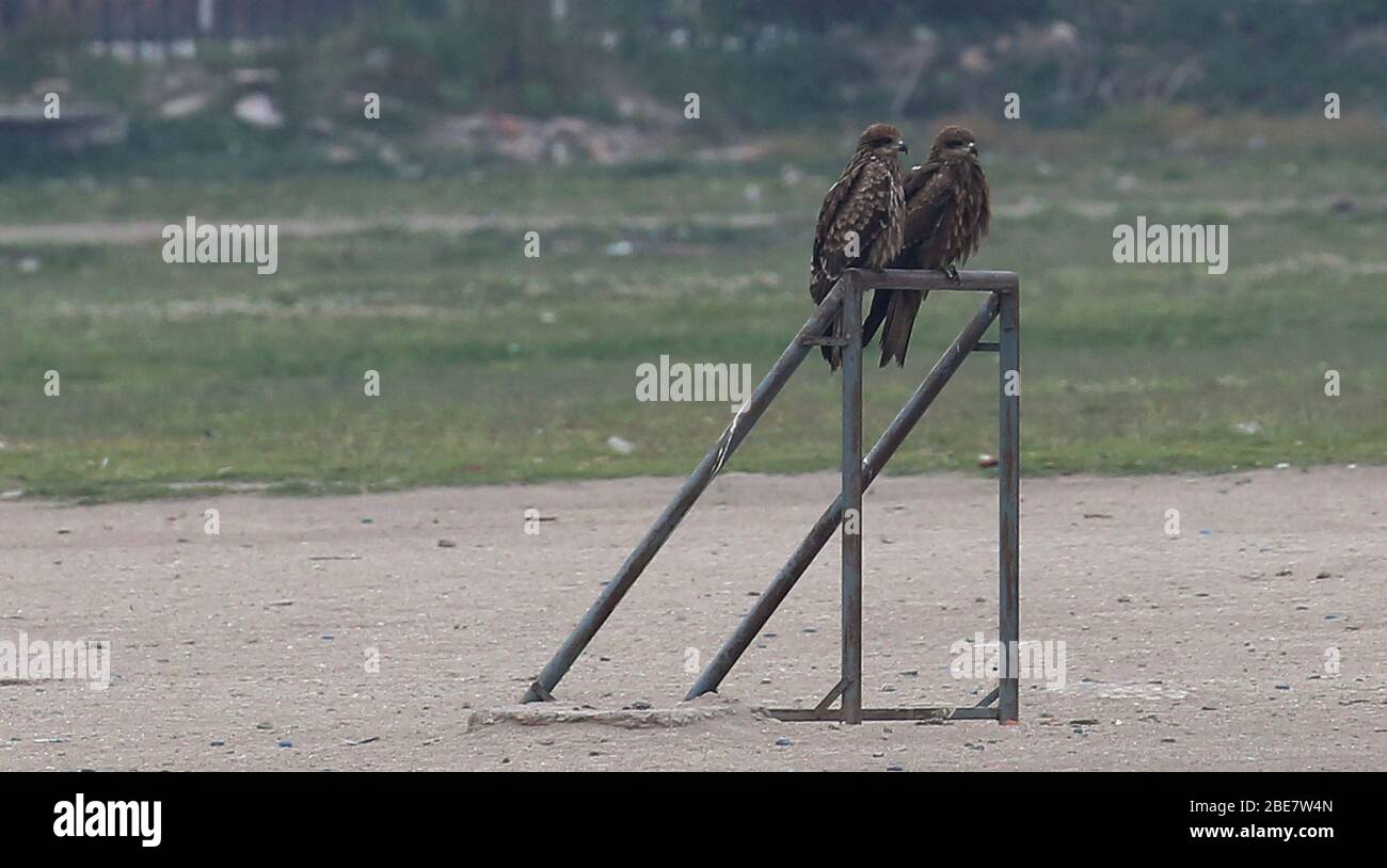 Kathmandu, Nepal. April 2020. Zwei Adler ruhen während der Blockierung des Ausbruchs der COVID-19 in Tundikhel in Kathmandu, Nepal, 13. April 2020 auf einem leeren Spielplatz. Kredit: Sunil Sharma/Xinhua/Alamy Live News Stockfoto