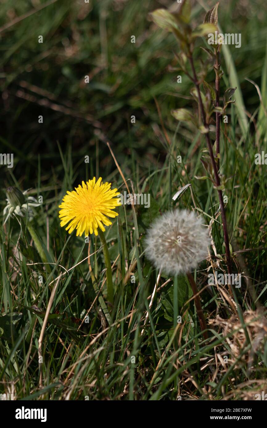 Nahaufnahme einer Löwenzahn-Blume (Taraxacum) und Samen Kopf in Ein Feld in der Nähe von East Grinstead Stockfoto