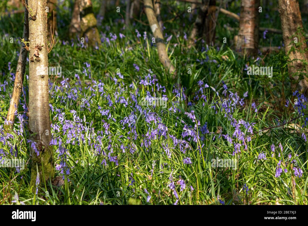 Ein Klumpen Bluebells blühend in der Frühlingssonne Stockfoto