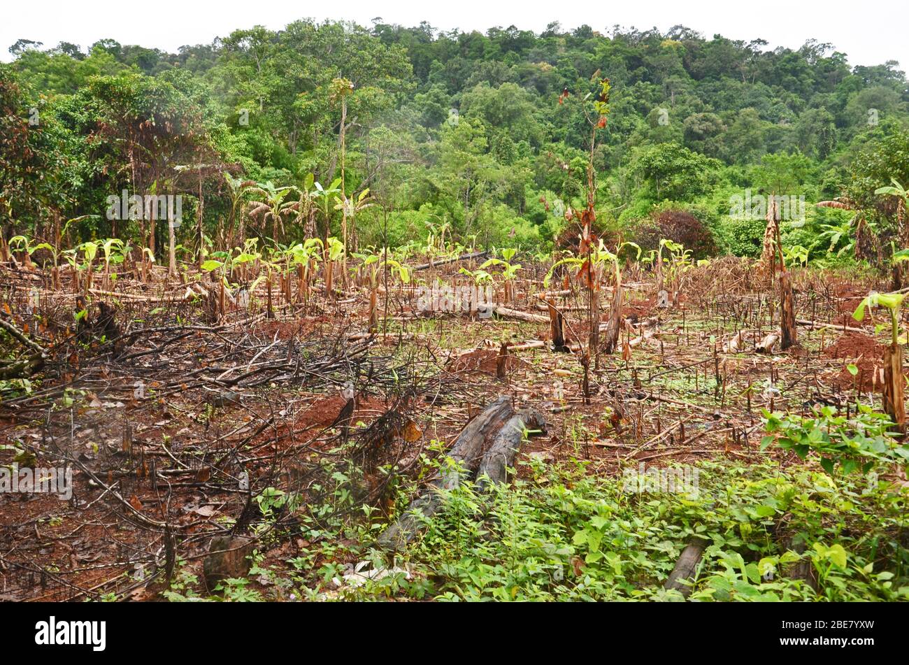 Slash und brennen Landwirtschaft in einem kleinen Dorf in der Nähe von Chi Phat, Cardamom Mountains, Kambodscha Stockfoto