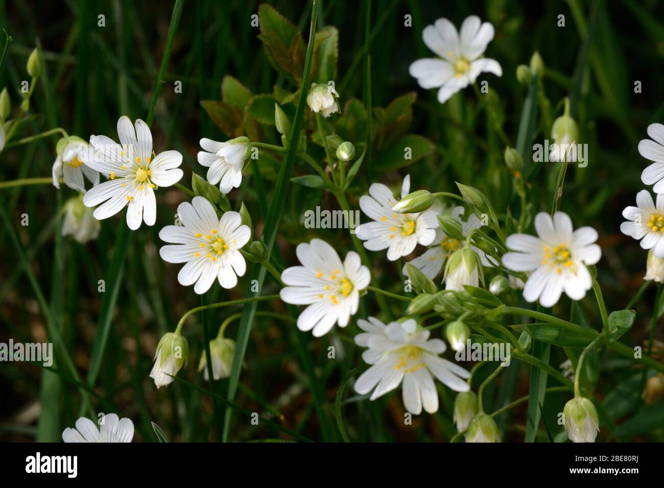 Großstechwürzblüten Stellaria holstea weiße sternförmige Blüten, die im Frühjahr in einer Hecke wachsen Stockfoto