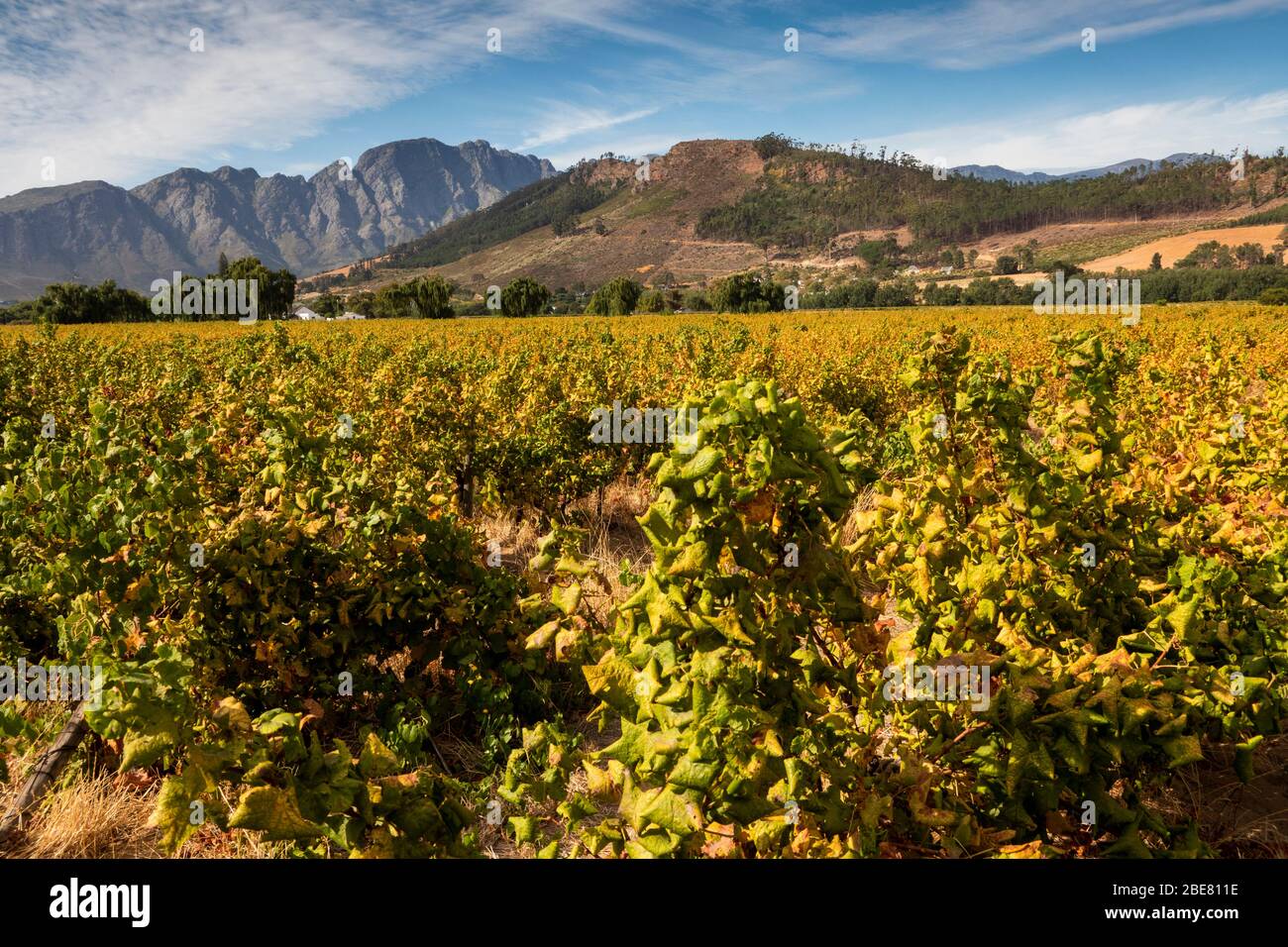 Südafrika; Franschhoek; Rikety Bridge Weingut, Weinreben, Trauben auf Reben wachsen Stockfoto