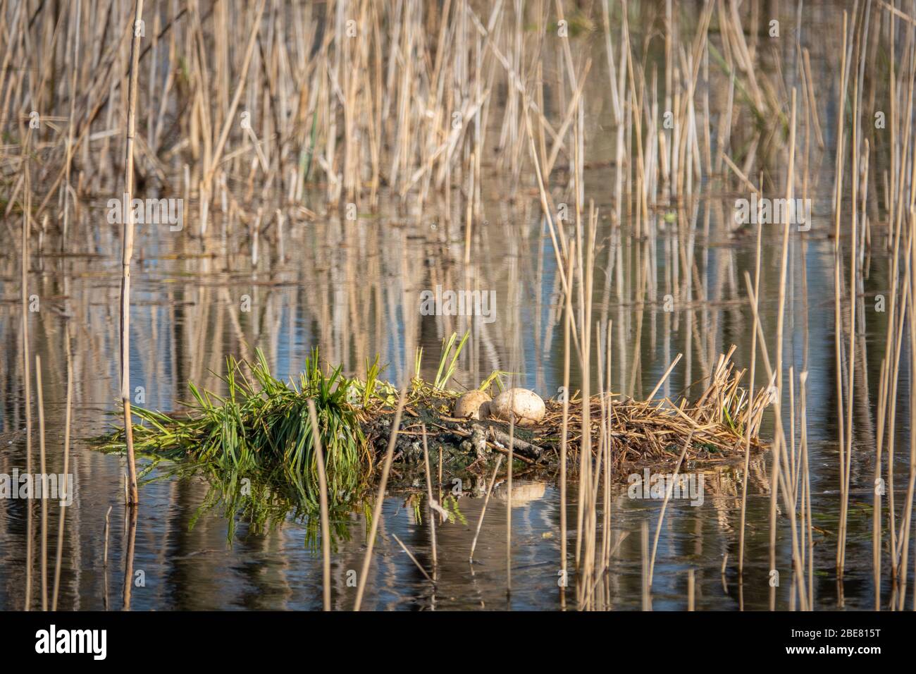 Ein verlassenes Gelege mit 2 Eiern ist im Wasser Stockfoto
