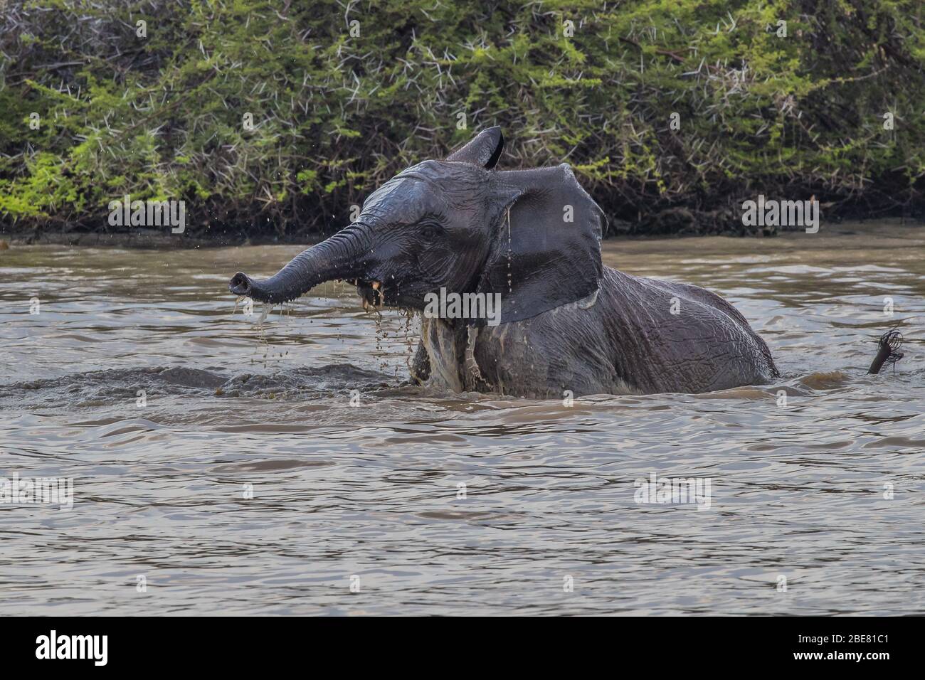 Elefant im Spiel Stockfoto