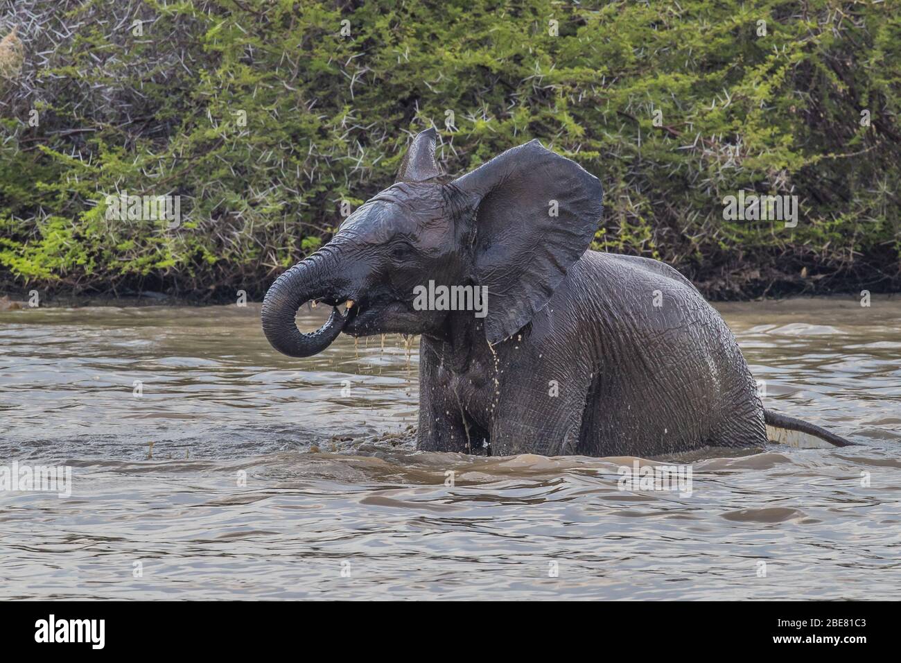 Elefant im Spiel Stockfoto