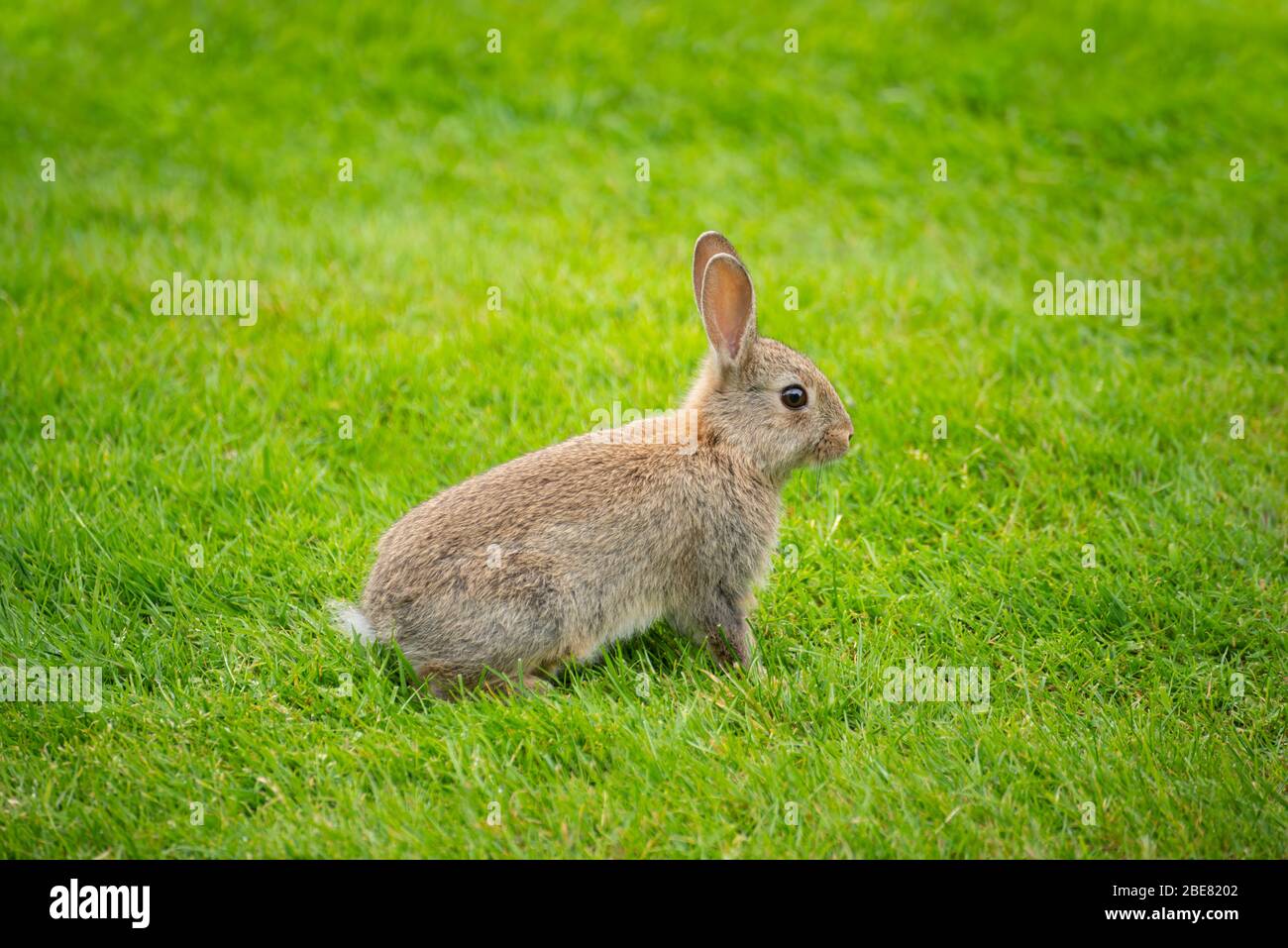 Niedliches Kaninchen auf frischen grünen Gras Tapete Stockfoto