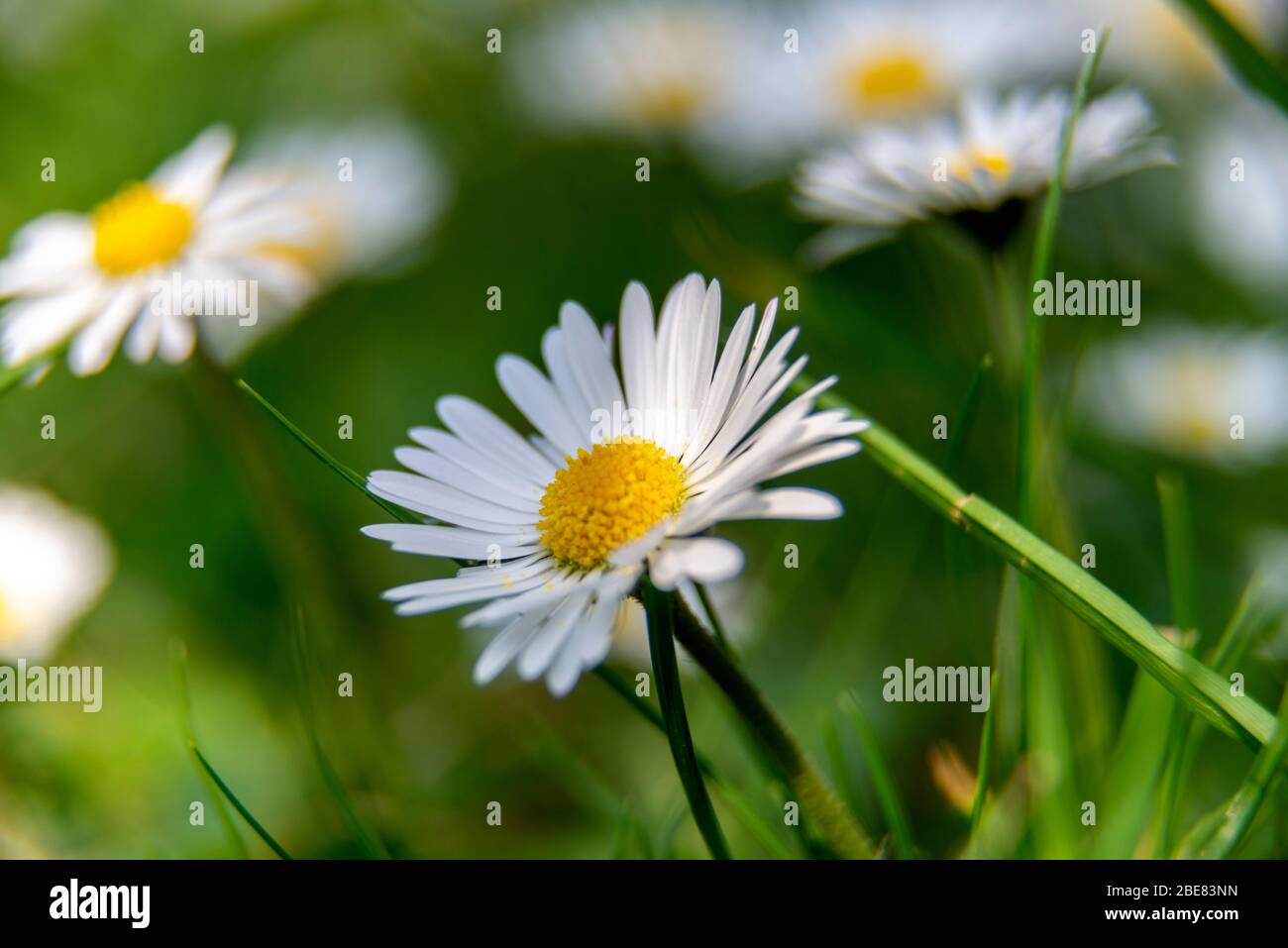 Schöne Blüte Gänseblümchen Blumen Hintergrund Stockfoto