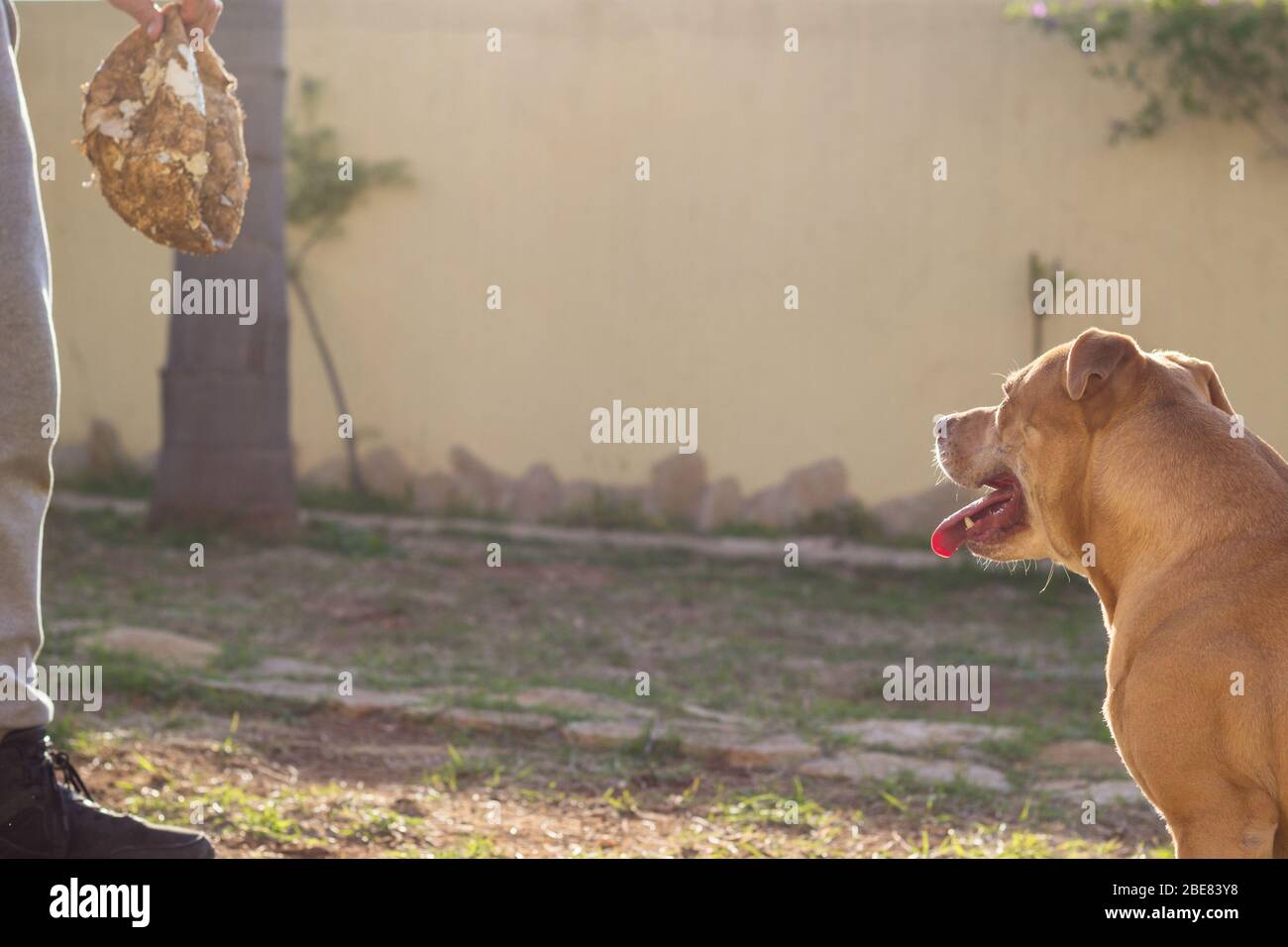Mann spielt mit seinem Hund mit Ball Stockfoto