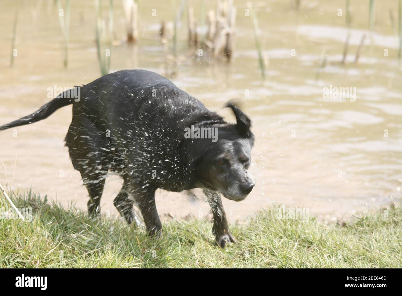 Hund schütteln Wasser aus Stockfoto