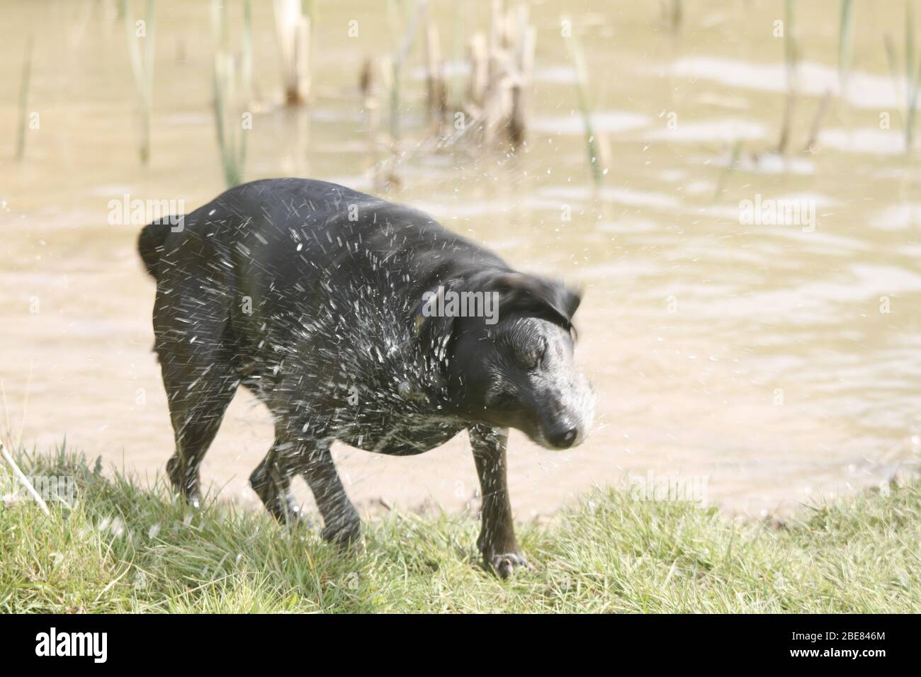 Hund schütteln Wasser aus Stockfoto