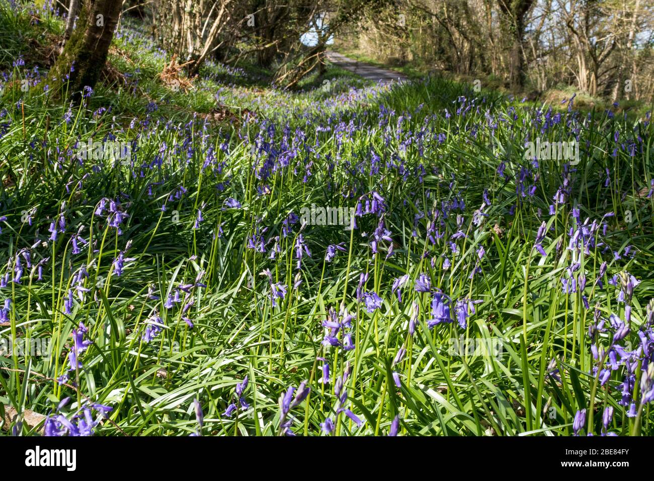 Bunte, Bluebell-Blumen (Hyacinthoides non-scripta) wachsen auf der grasbewachsenen Verge einer North Devon Lane, in der Nähe von Kingscott. Stockfoto