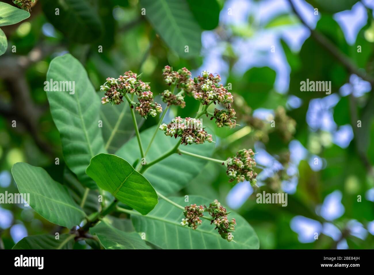 Blume der Cashewnuss Früchte auf Cashew Baum Stockfoto