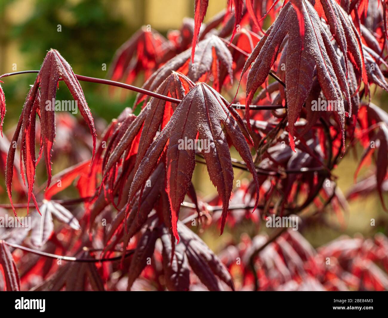 Eine Nahaufnahme des blutroten roten Laubs von Acer palmatum Bloodgood mit Sonnenlicht, das durch ihn hindurch scheint Stockfoto