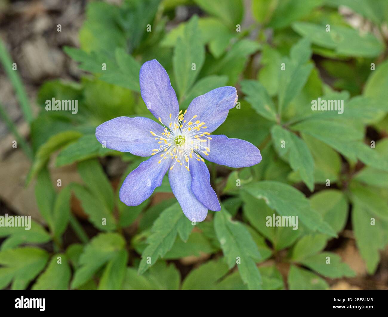 Eine Nahaufnahme einer einzelnen blassblauen Blume von Anemone nemerosa Lismore Blue Stockfoto