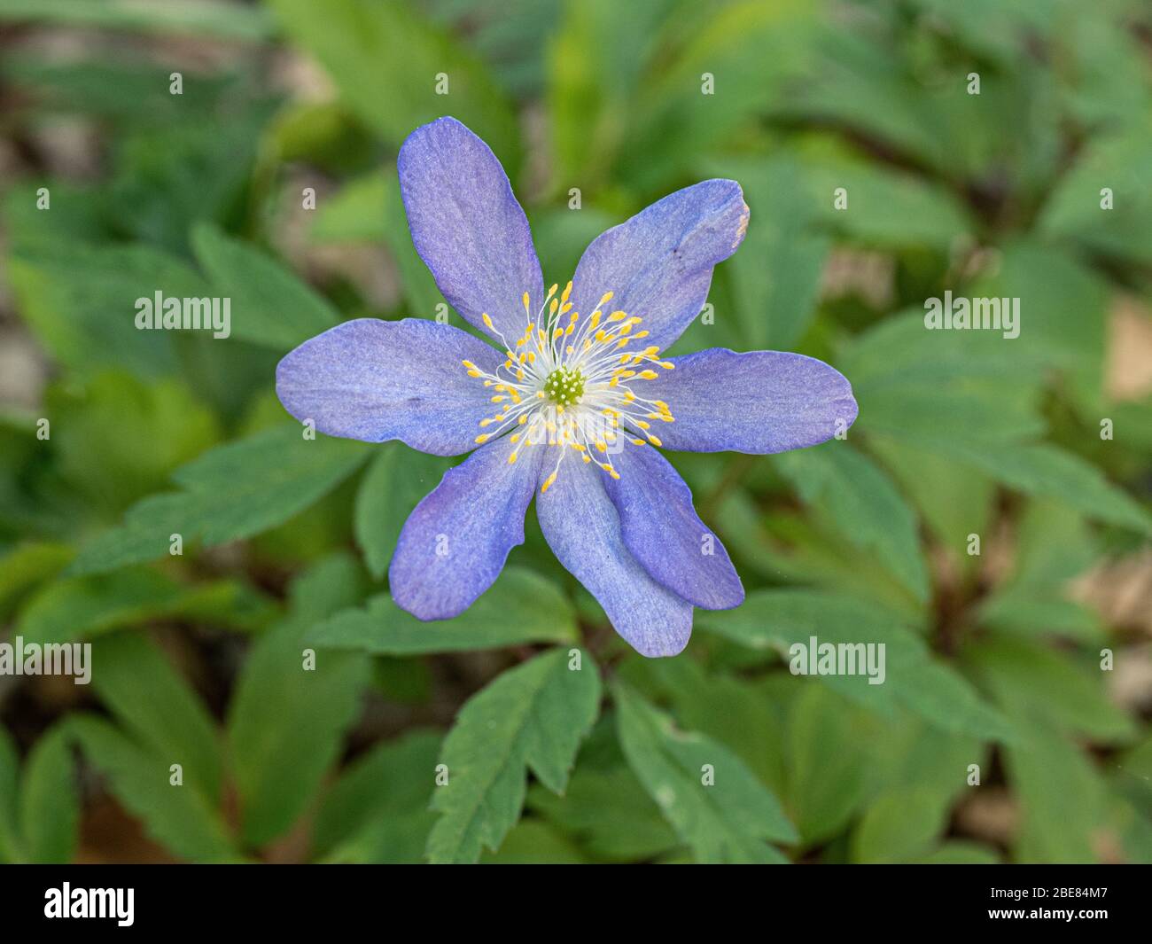 Eine Nahaufnahme einer einzelnen blassblauen Blume von Anemone nemerosa Lismore Blue Stockfoto