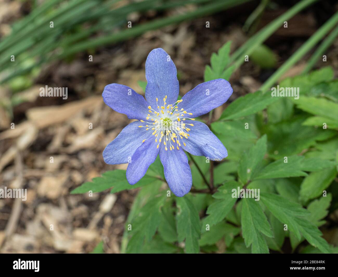 Eine Nahaufnahme einer einzelnen blassblauen Blume von Anemone nemerosa Lismore Blue Stockfoto