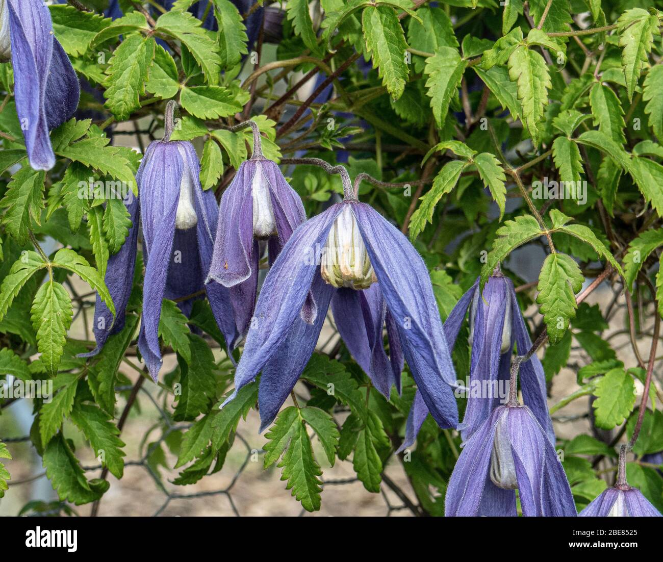Eine Gruppe der zarten hängenden blauen Blüten von Clematis alpina Blue Dancer Stockfoto