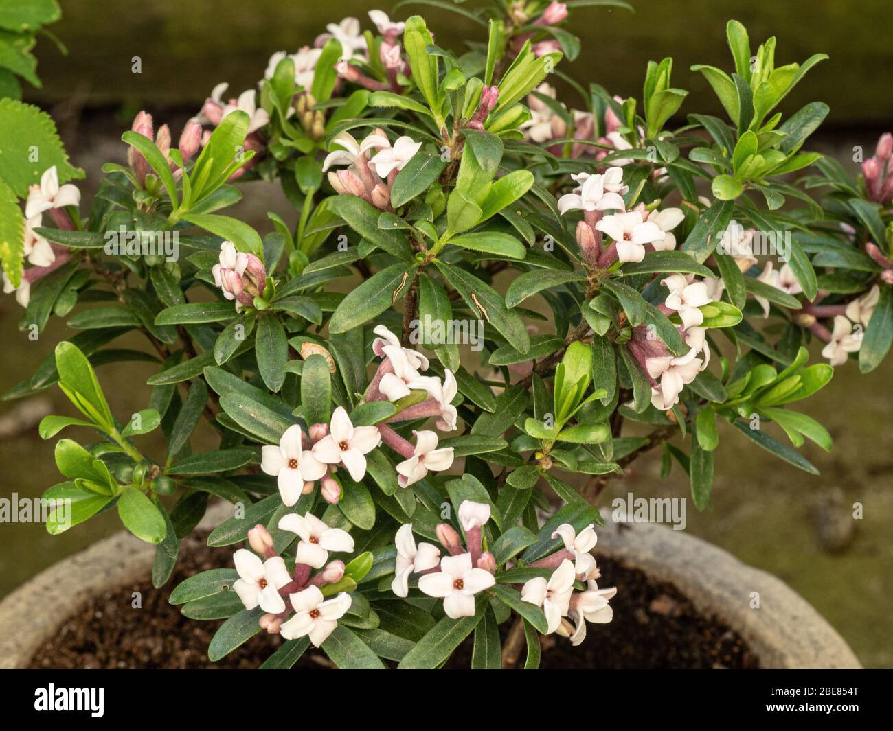 Eine junge blühende Pflanze von Daphne x transatlantica Ewiger Duft Stockfoto