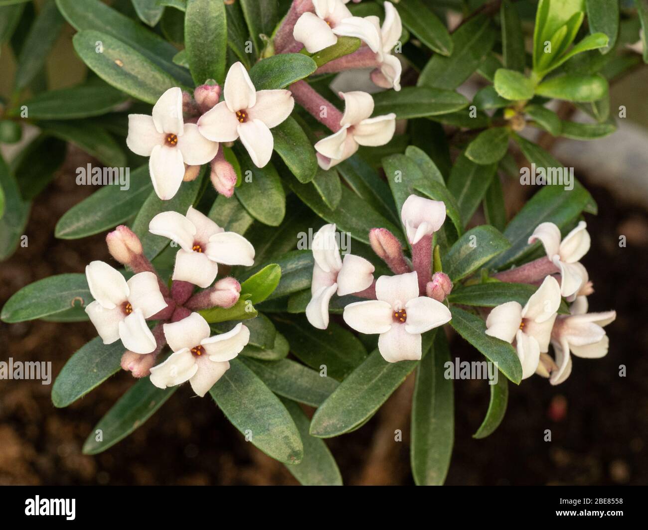 Eine Nahaufnahme der zarten weißen Blüten von Daphne x transatlantica Ewiger Duft Stockfoto