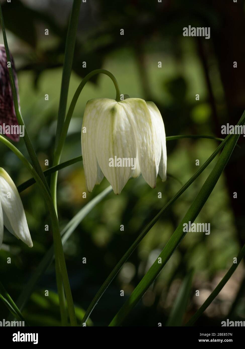 Eine Nahaufnahme einer einzelnen Blume der weißen Form von Fritillaria meleagris - der Schlange Kopf fritillary Stockfoto