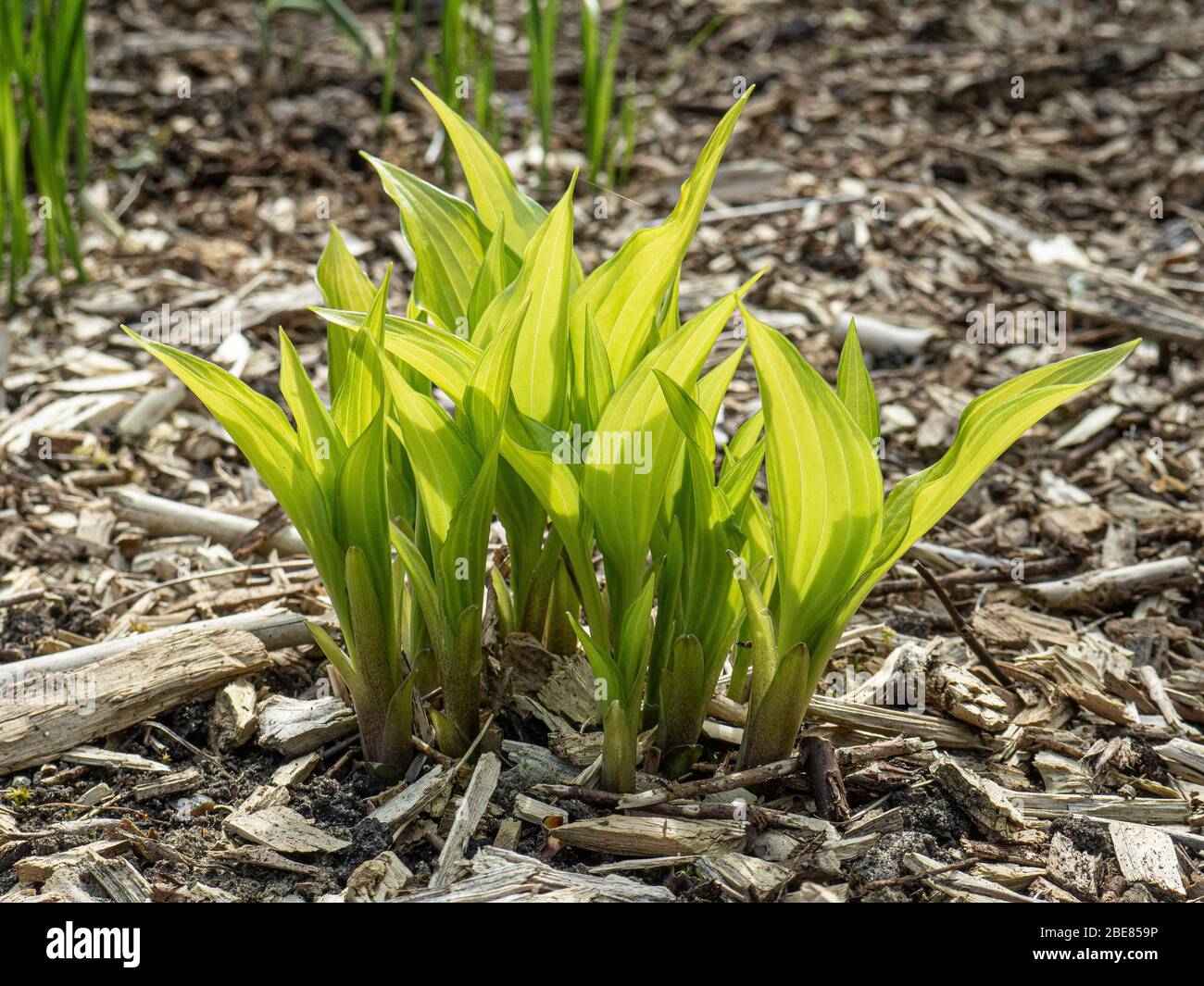 Die Morgensonne scheint die neu aufgetauchten Blätter des Hosta Chinese Sunrise Stockfoto