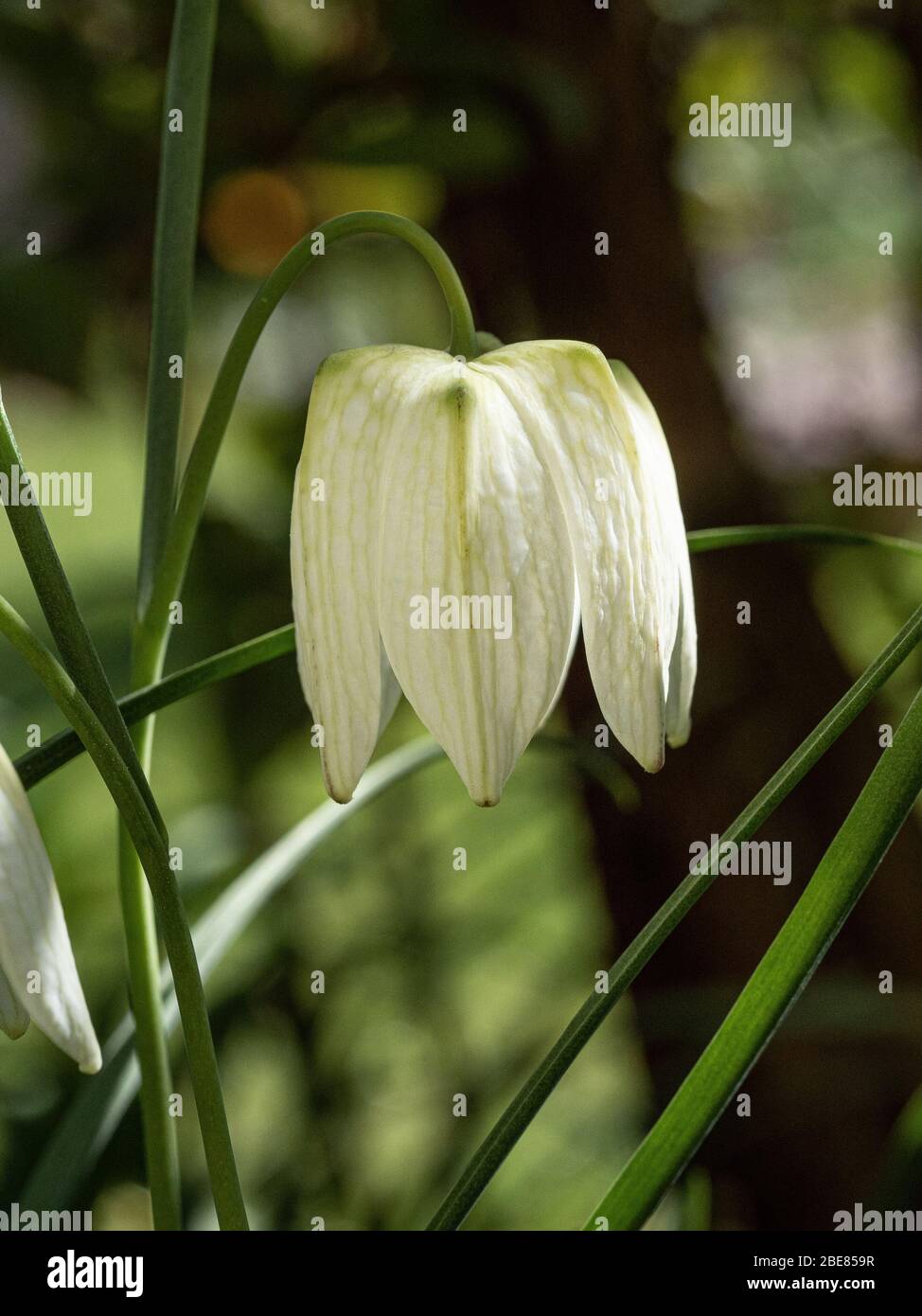 Eine Nahaufnahme einer einzelnen Blume der weißen Form von Fritillaria meleagris - der Schlange Kopf fritillary Stockfoto